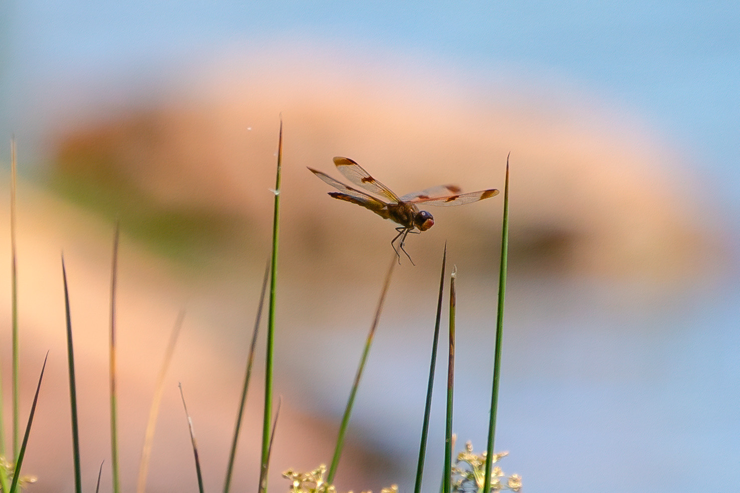 Dragonfly Photography